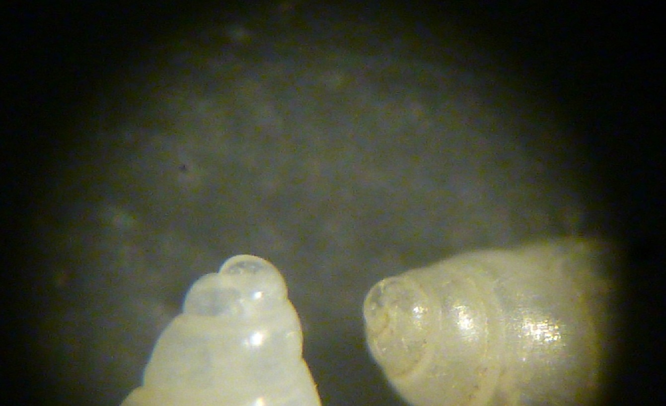 Odostomia da determinare